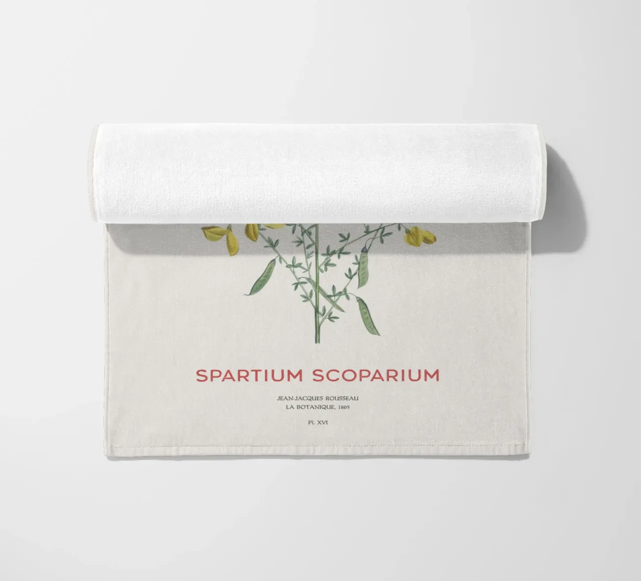 Ginster oder Spartium scoparium Strandtuch von Vintagrafica