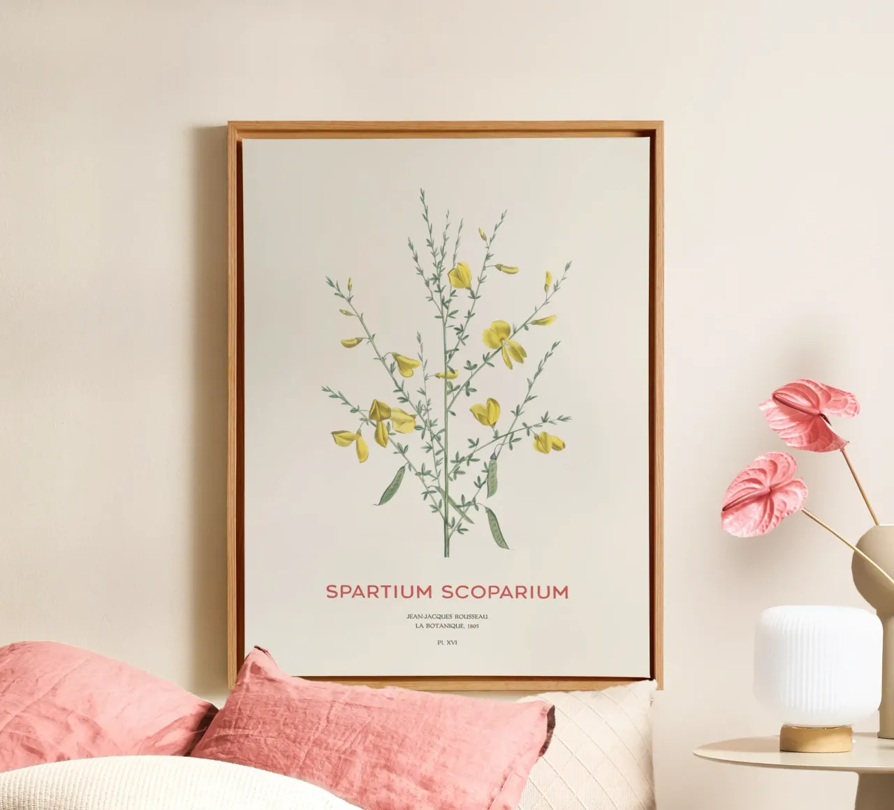 Ginster oder Spartium scoparium Leinwand von Vintagrafica