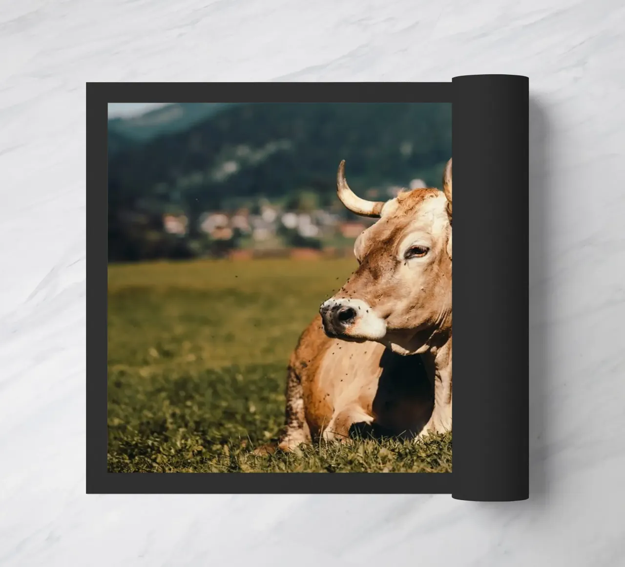 Kuh in Österreich liegend auf einer Wiese zerbino da Stina Freytag