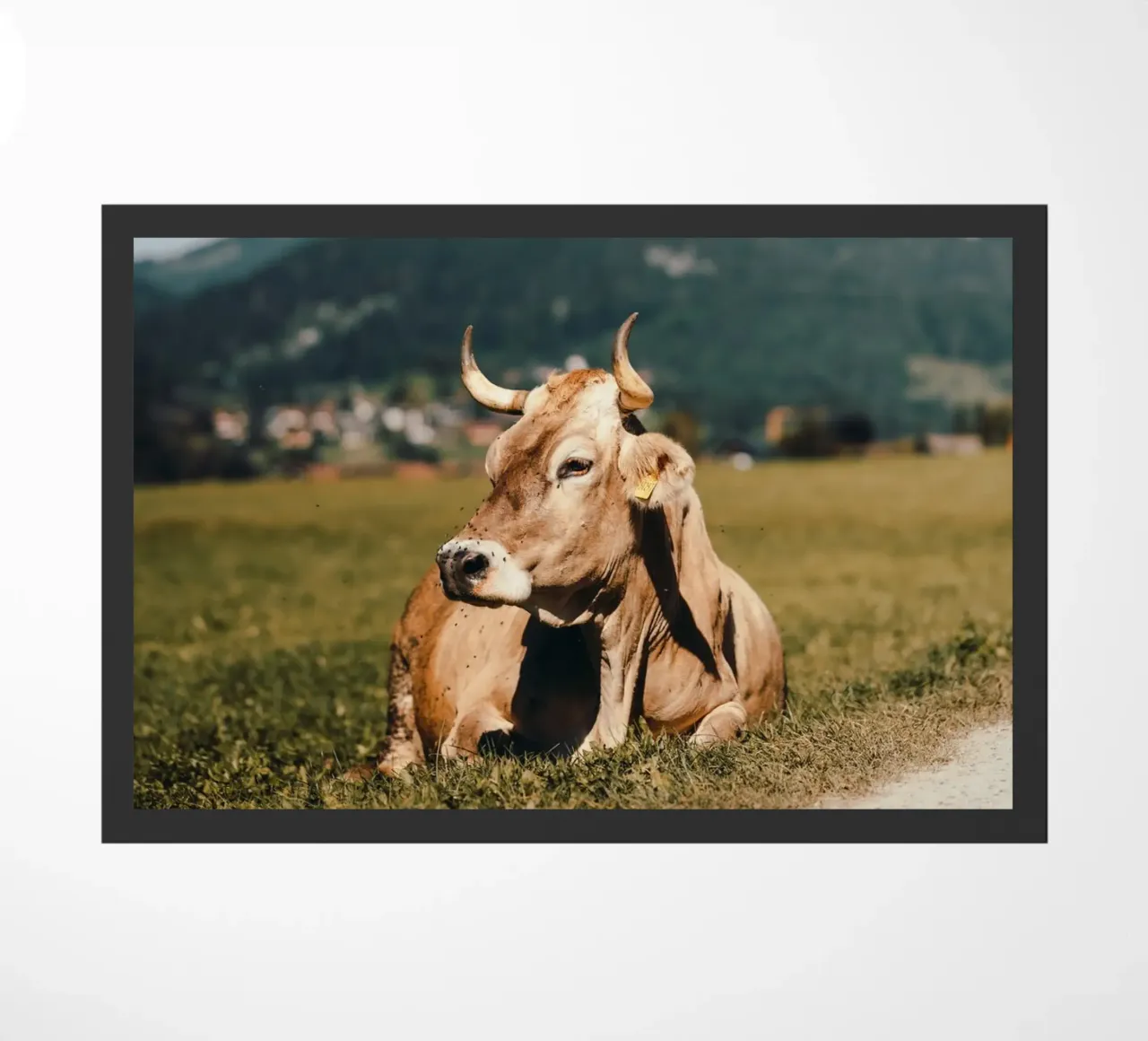 Kuh in Österreich liegend auf einer Wiese zerbino da Stina Freytag