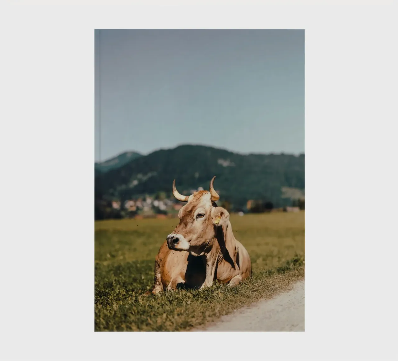 Kuh in Österreich liegend auf einer Wiese notebook by Stina Freytag