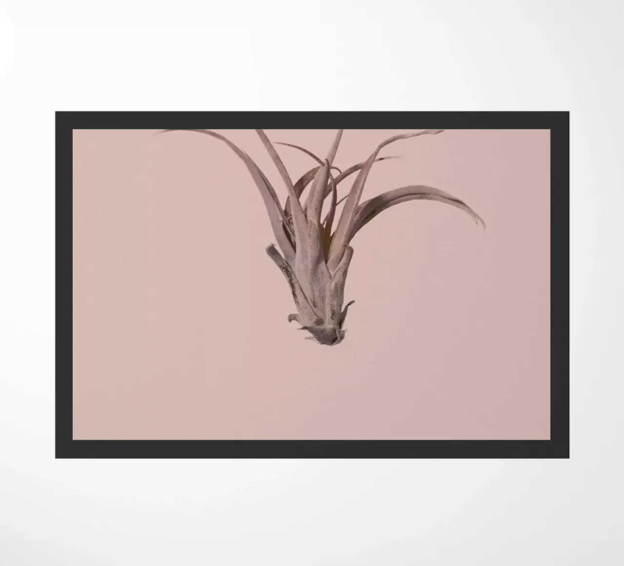 Botanico V zerbino da Elena Veronese