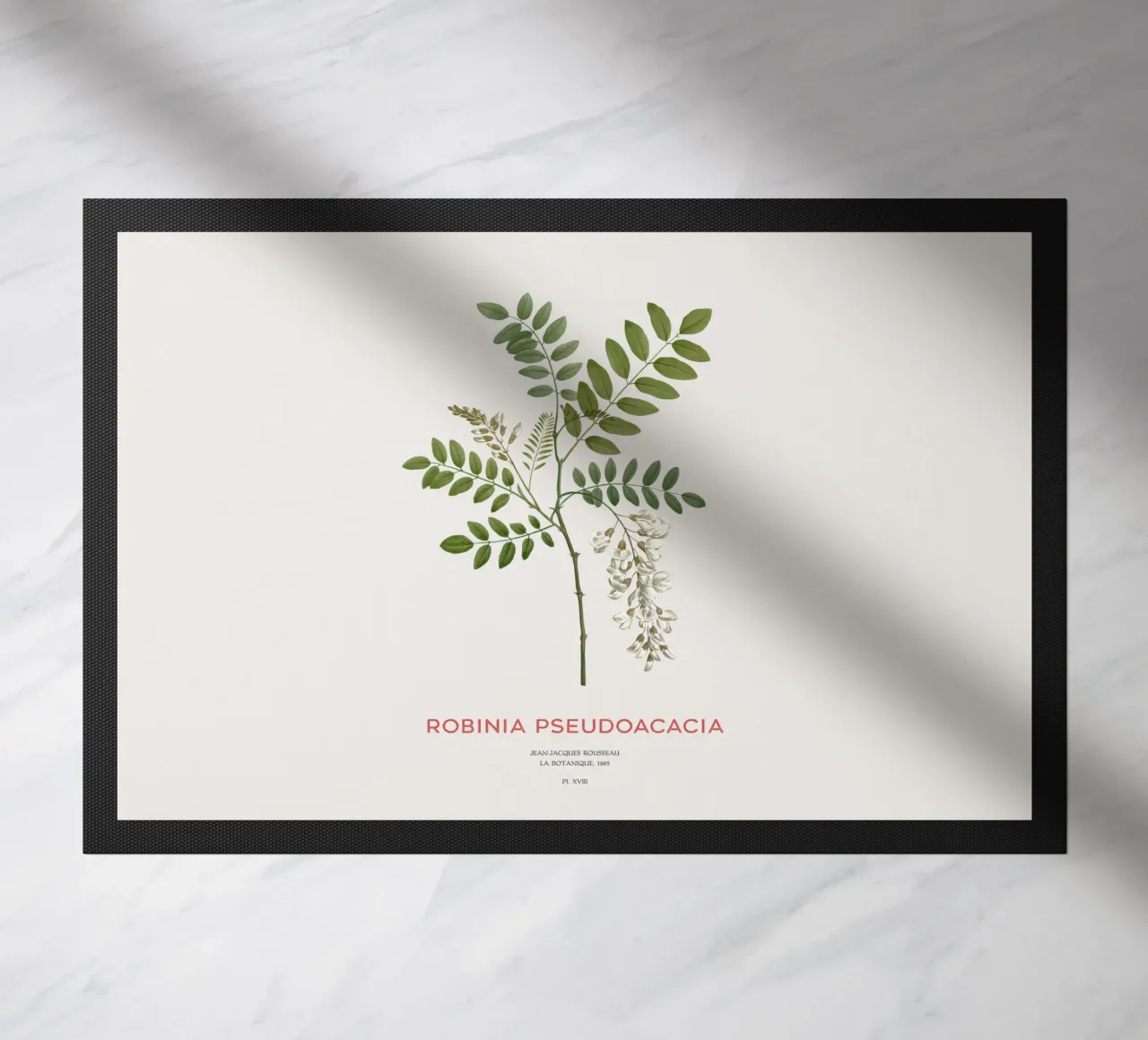 Robinia pseudoacacia o locusta nera zerbino da Vintagrafica