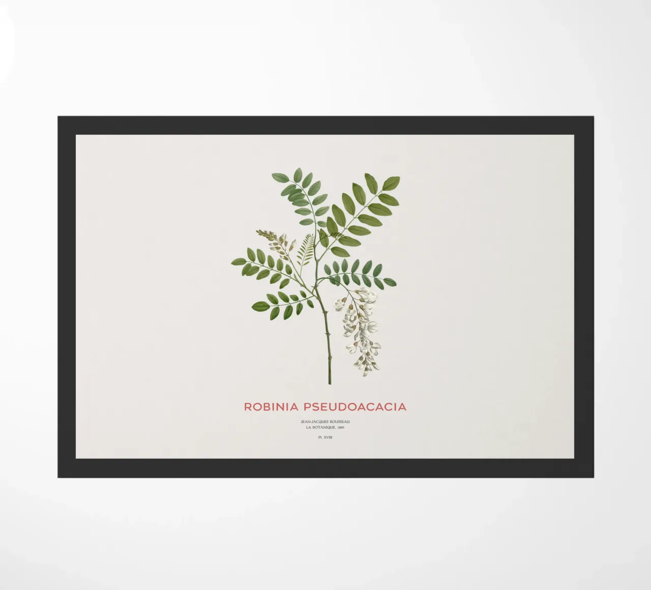 Robinia pseudoacacia o locusta nera zerbino da Vintagrafica