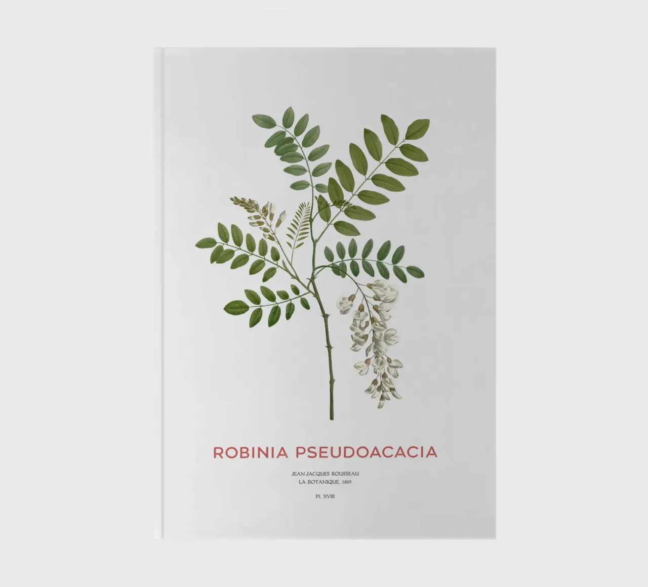 Robinia pseudoacacia o locusta nera diario da Vintagrafica