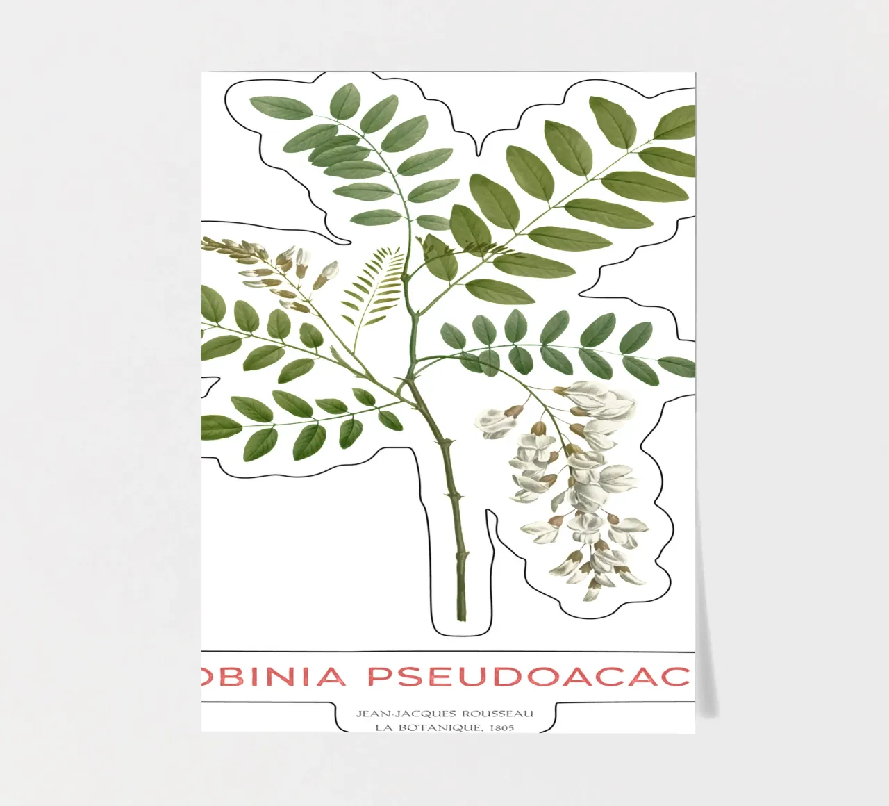Robinie oder Robinia pseudoacacia Stickerbogen von Vintagrafica