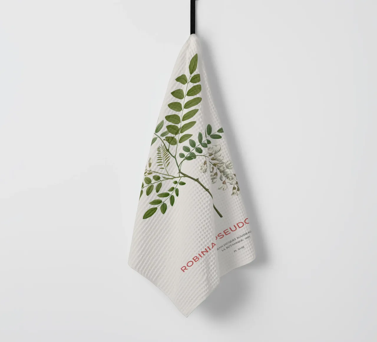 Robinia pseudoacacia o locusta nera canovaccio da cucina da Vintagrafica