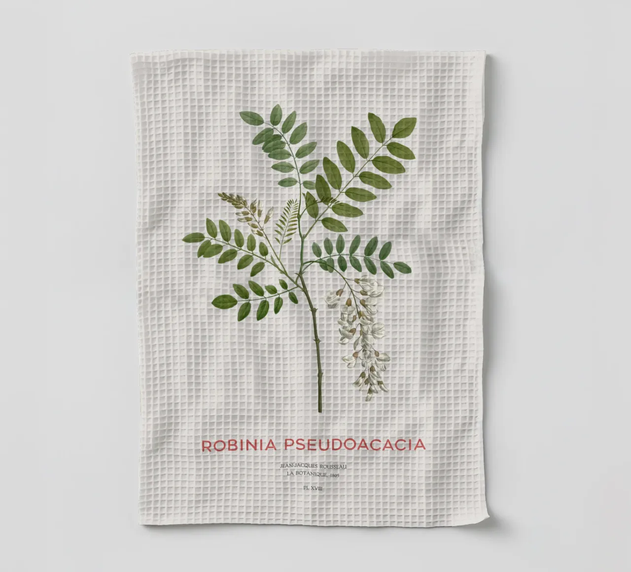 Robinia pseudoacacia o locusta nera canovaccio da cucina da Vintagrafica