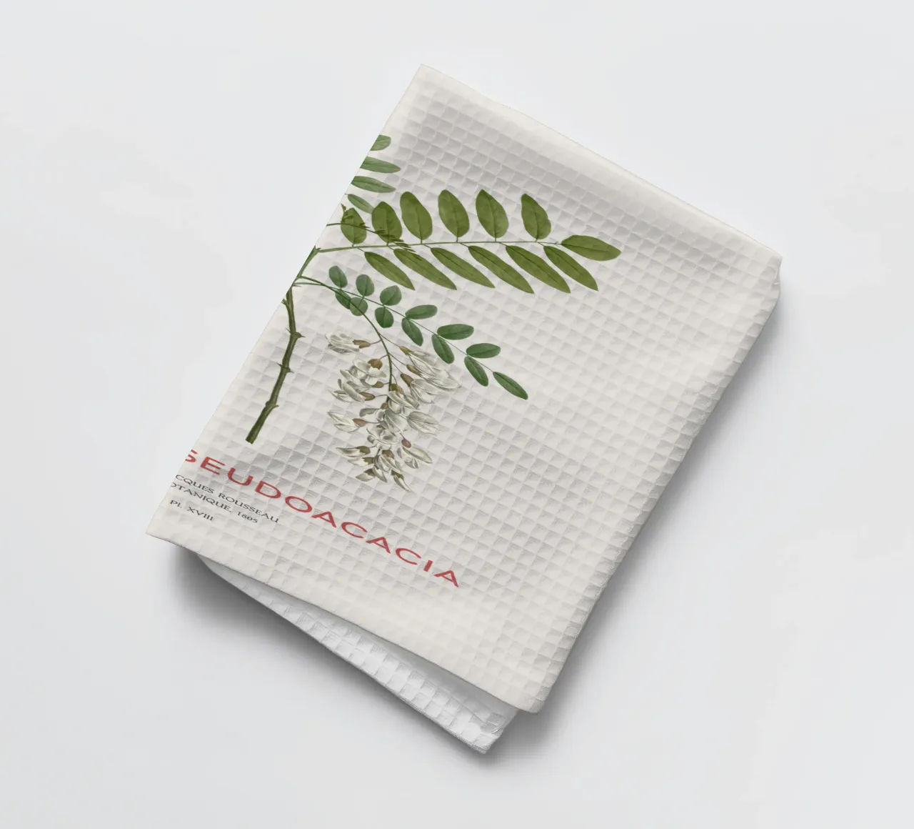 Robinia pseudoacacia o locusta nera canovaccio da cucina da Vintagrafica