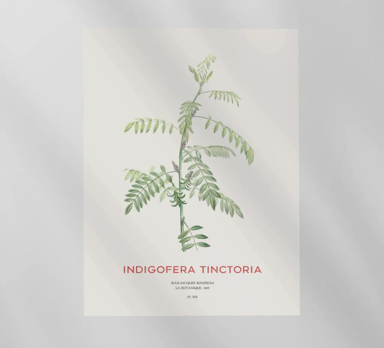 Indaco vero o Indigofera tinctoria pellicola backlit da Vintagrafica