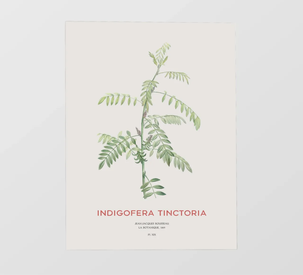 Indaco vero o Indigofera tinctoria pellicola backlit da Vintagrafica