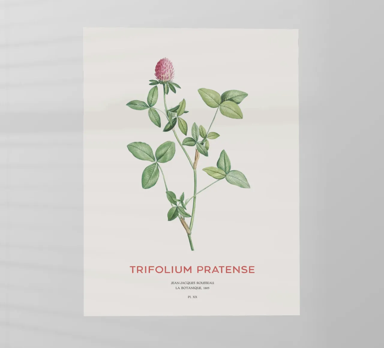Rotklee oder Trifolium pratense Backlit Folie von Vintagrafica