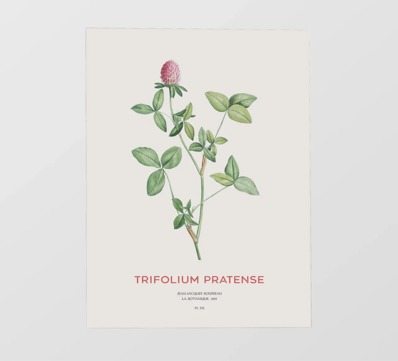 Rotklee oder Trifolium pratense Backlit Folie von Vintagrafica