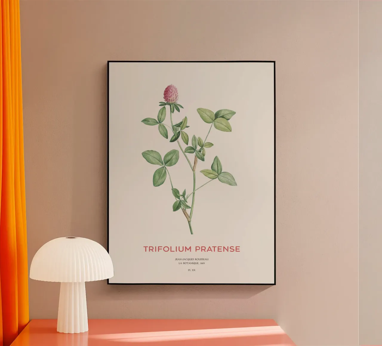 Rotklee oder Trifolium pratense Acryl-Glas von Vintagrafica