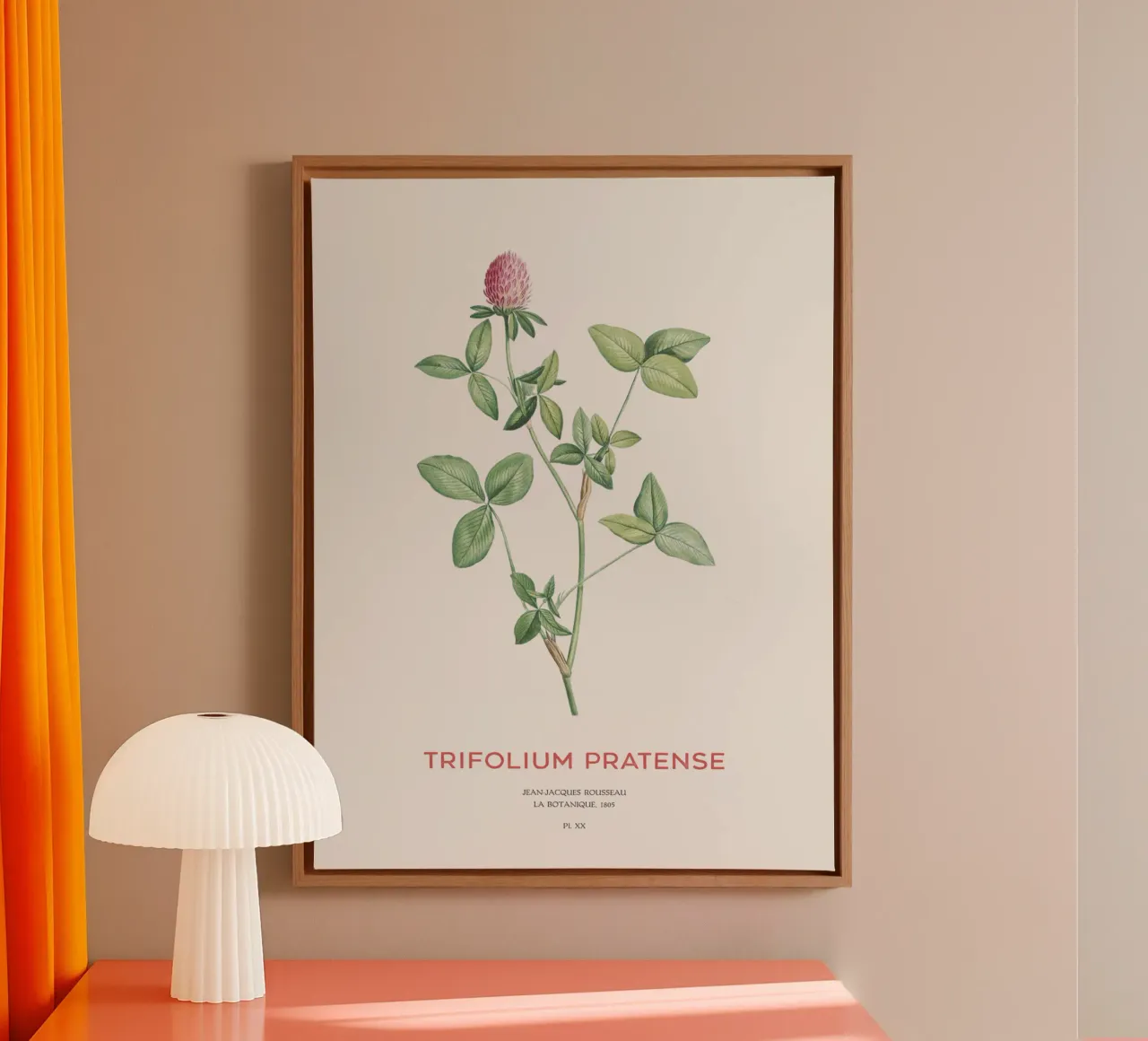 Trèfle rouge ou Trifolium pratense toile avec Caisse américaine de Vintagrafica