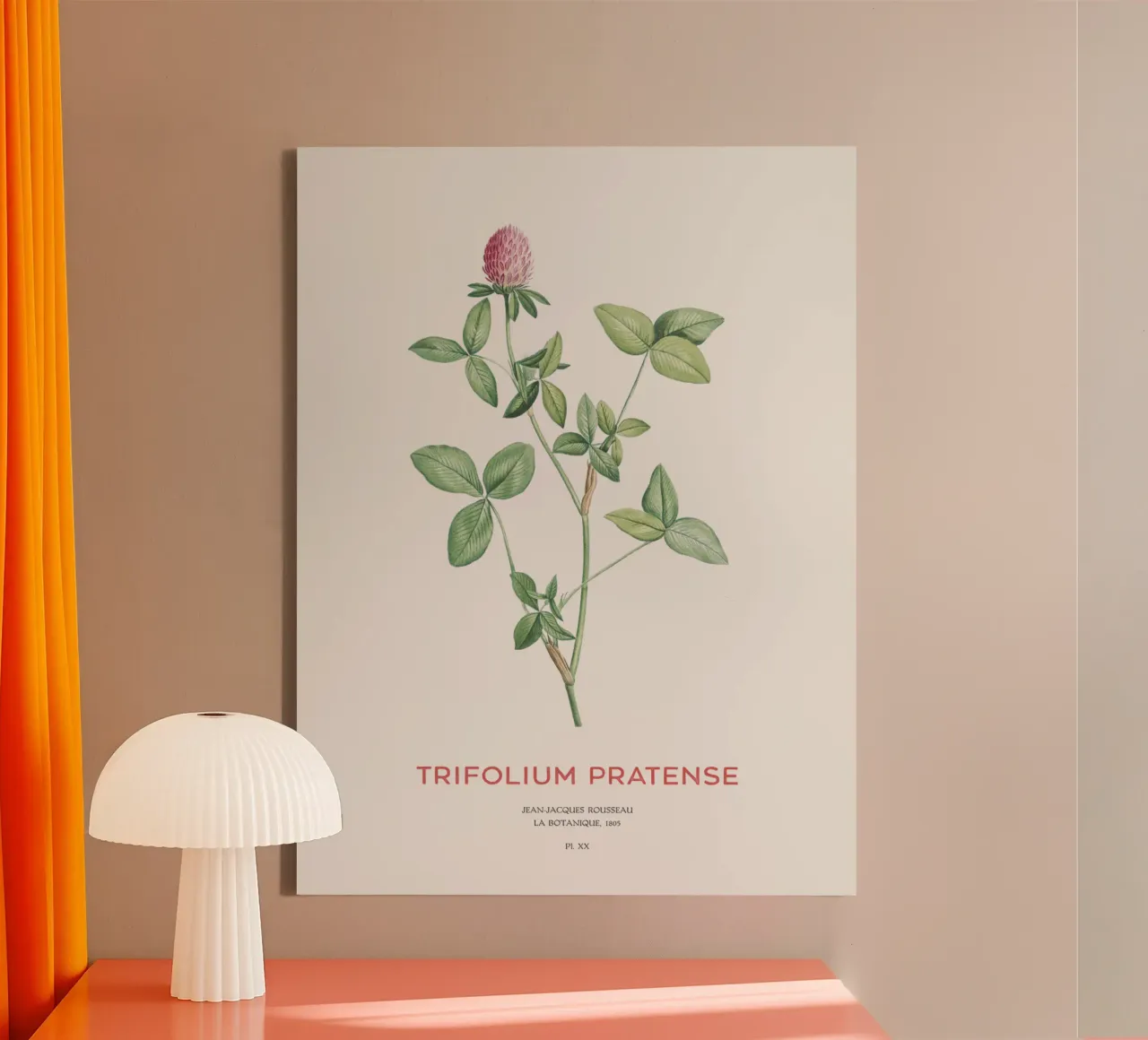 Rotklee oder Trifolium pratense Leinwand von Vintagrafica