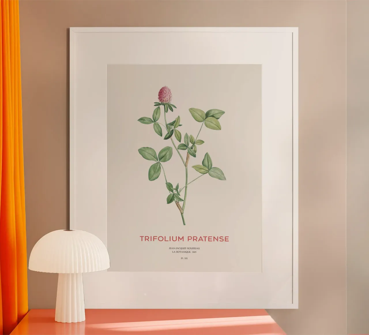 Trifoglio rosso o Trifolium pratense carta hahnemühle da Vintagrafica