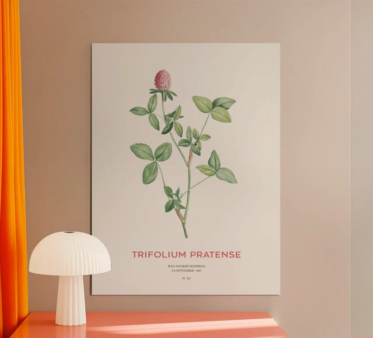 Trifoglio rosso o Trifolium pratense poster con telaio in plastica da Vintagrafica