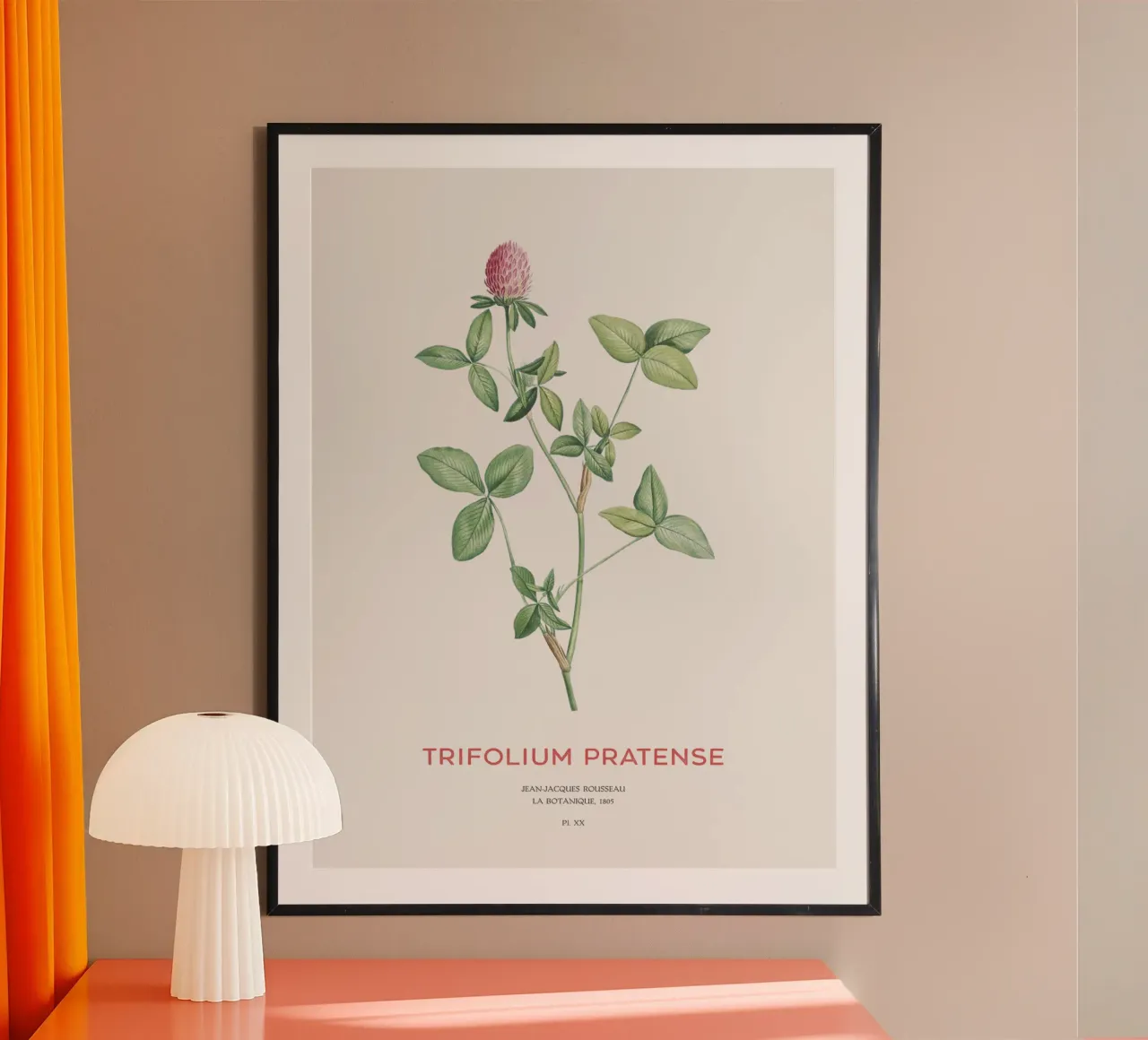 Trifoglio rosso o Trifolium pratense poster con telaio in plastica da Vintagrafica