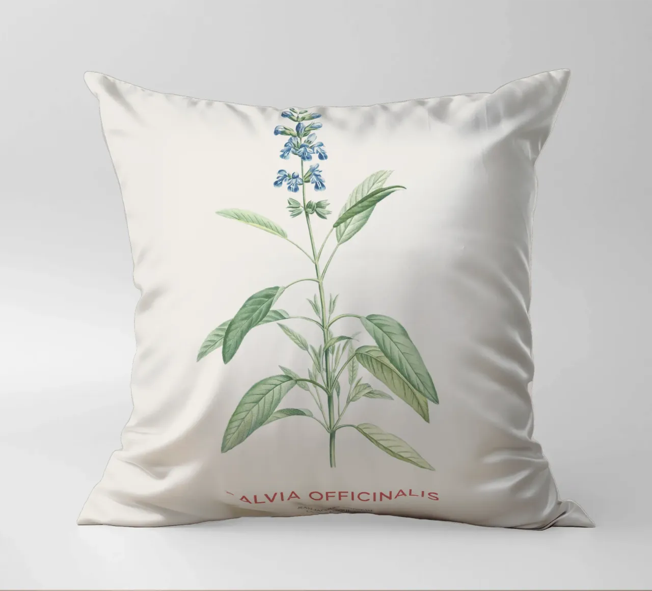Salvia o Salvia officinalis cuscino da Vintagrafica