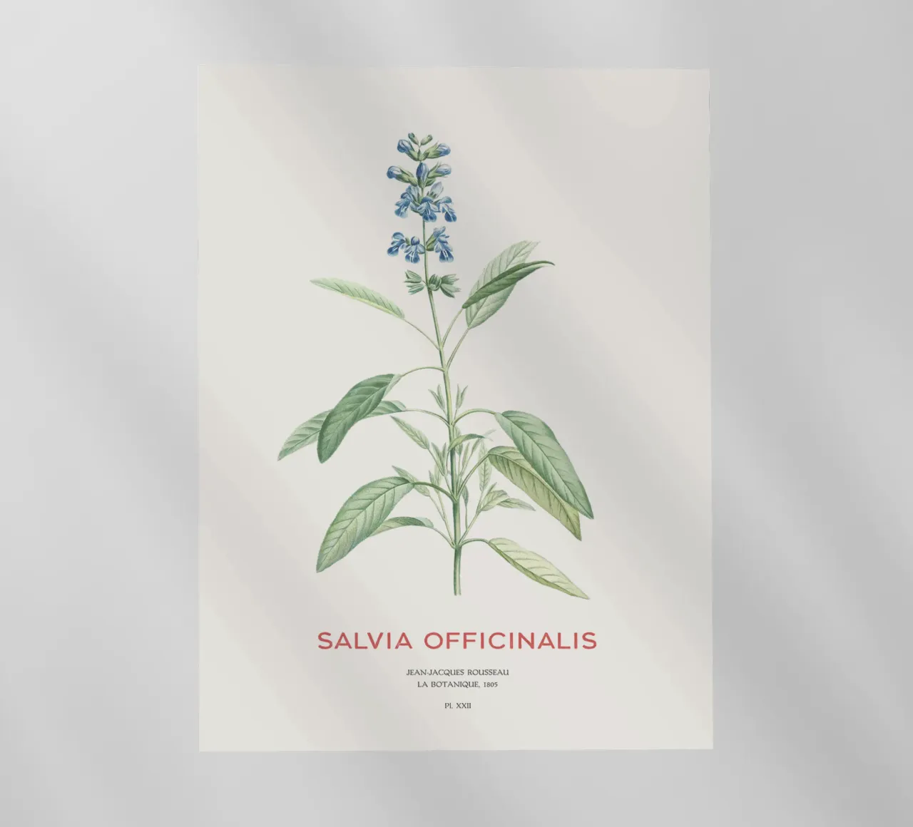 Salvia o Salvia officinalis pellicola backlit da Vintagrafica