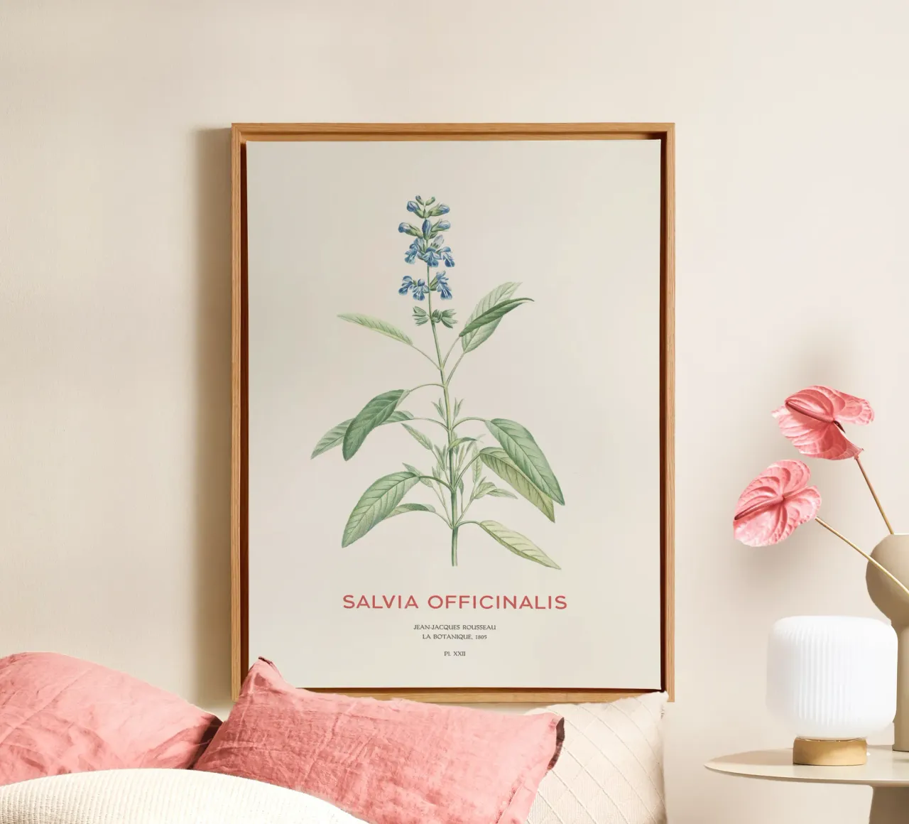 Salbei oder Salvia officinalis Leinwand mit Schattenfugenrahmen von Vintagrafica
