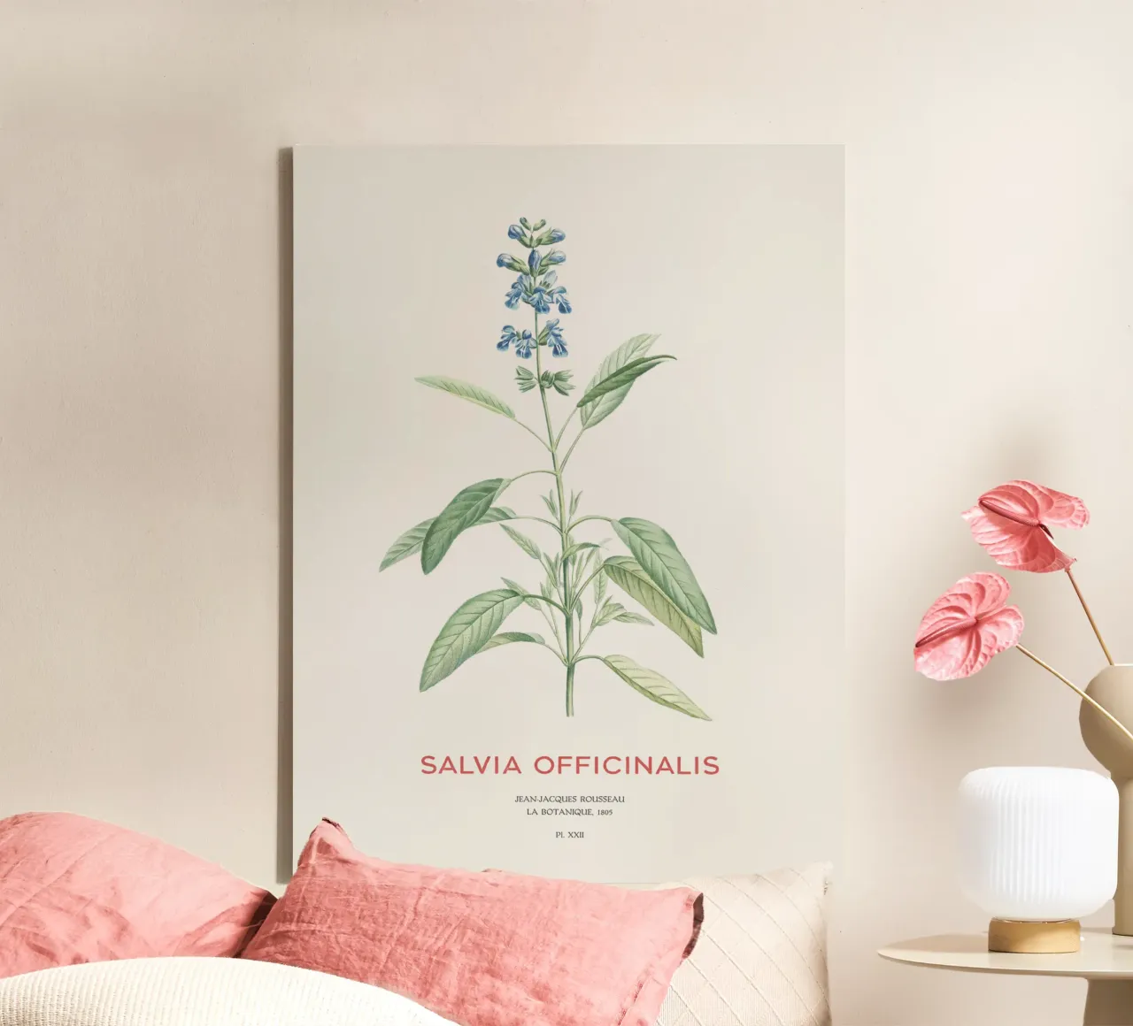 Salbei oder Salvia officinalis Leinwand mit Schattenfugenrahmen von Vintagrafica