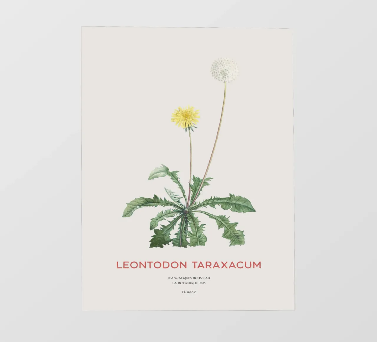 Tarassaco o Leontodon taraxacum telo in pvc da Vintagrafica