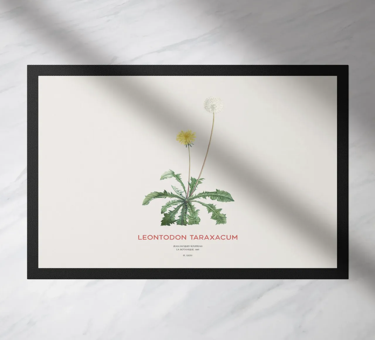 Tarassaco o Leontodon taraxacum zerbino da Vintagrafica
