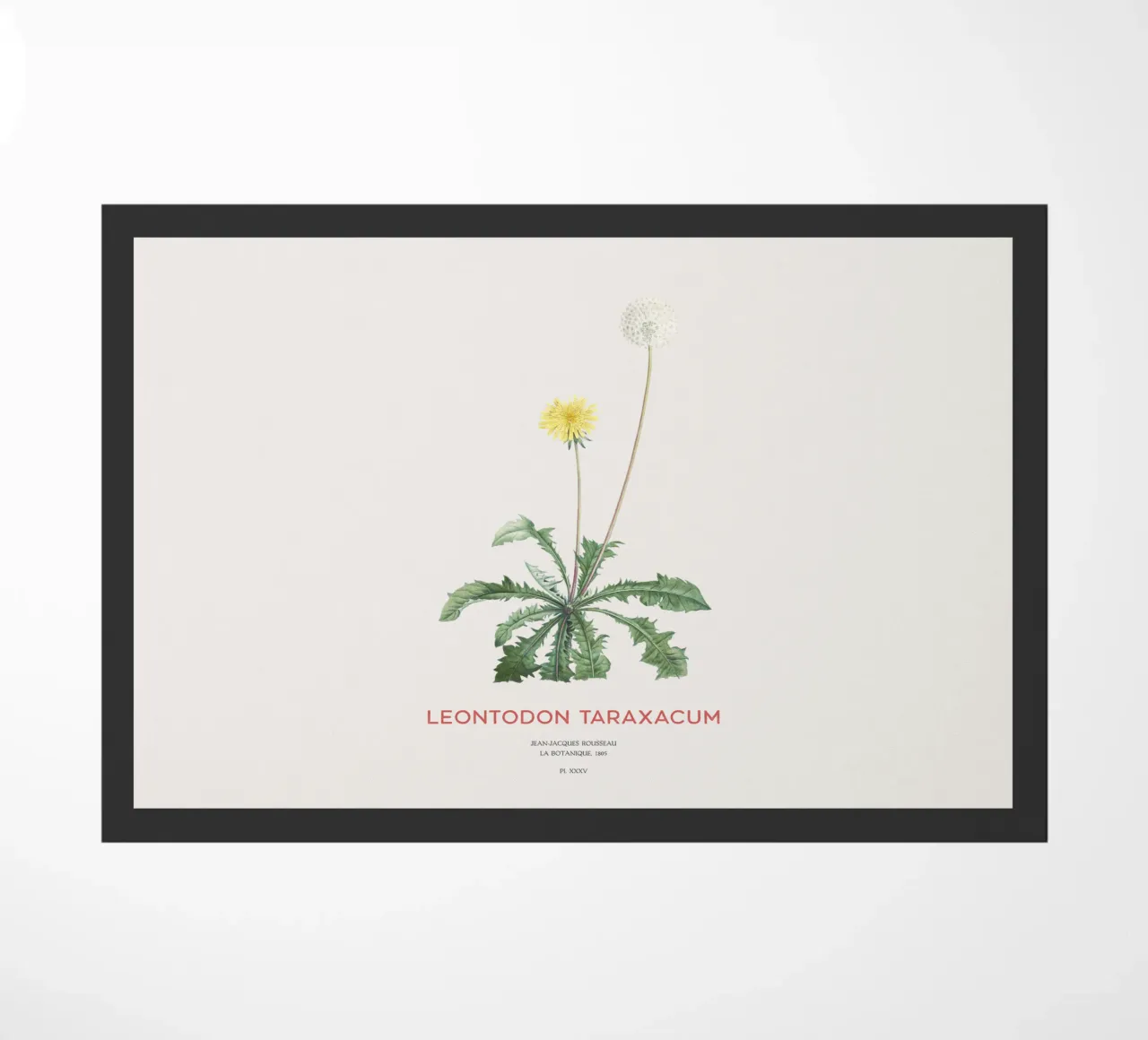 Tarassaco o Leontodon taraxacum zerbino da Vintagrafica