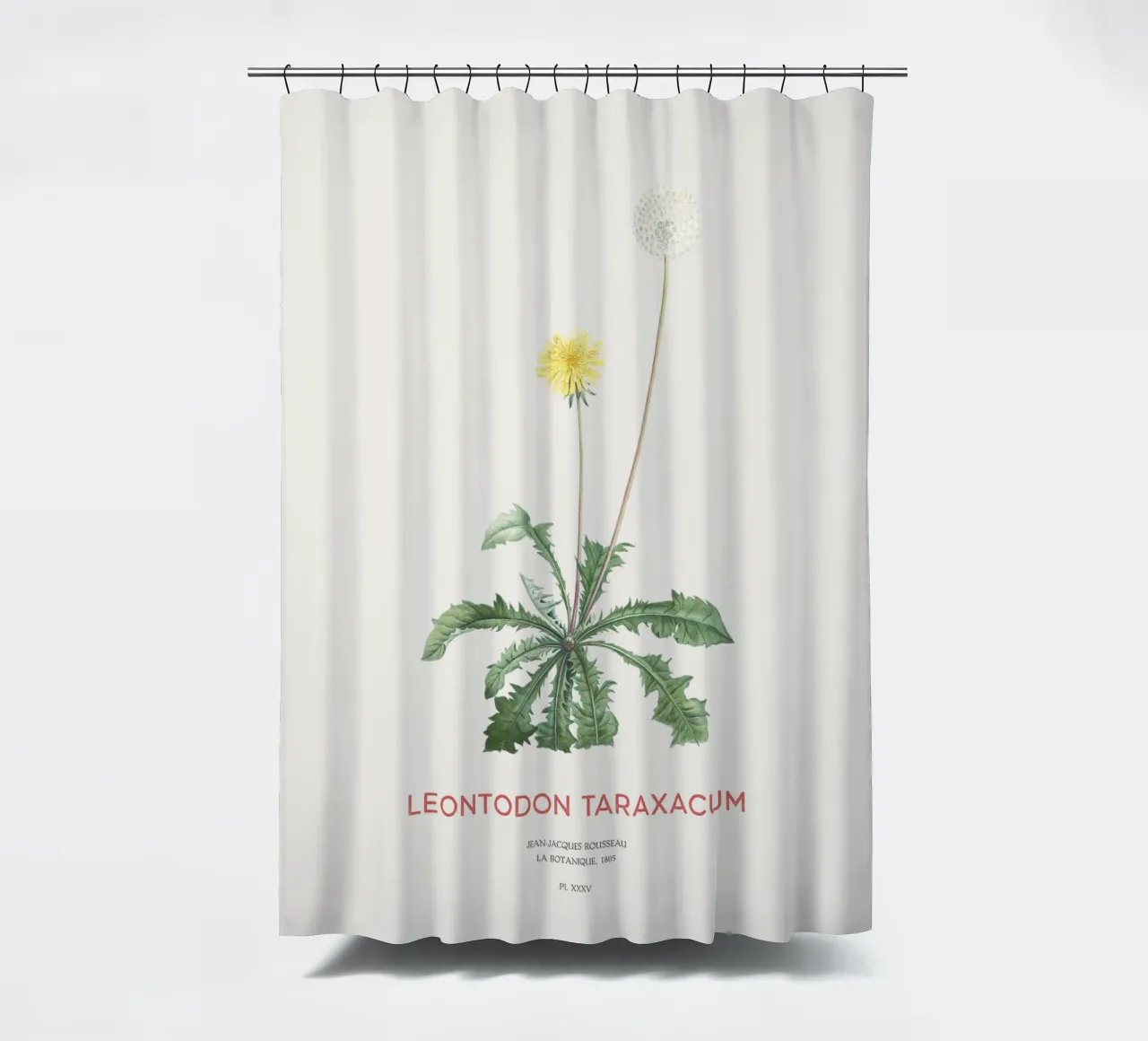 Löwenzahn oder Leontodon taraxacum Duschvorhang von Vintagrafica