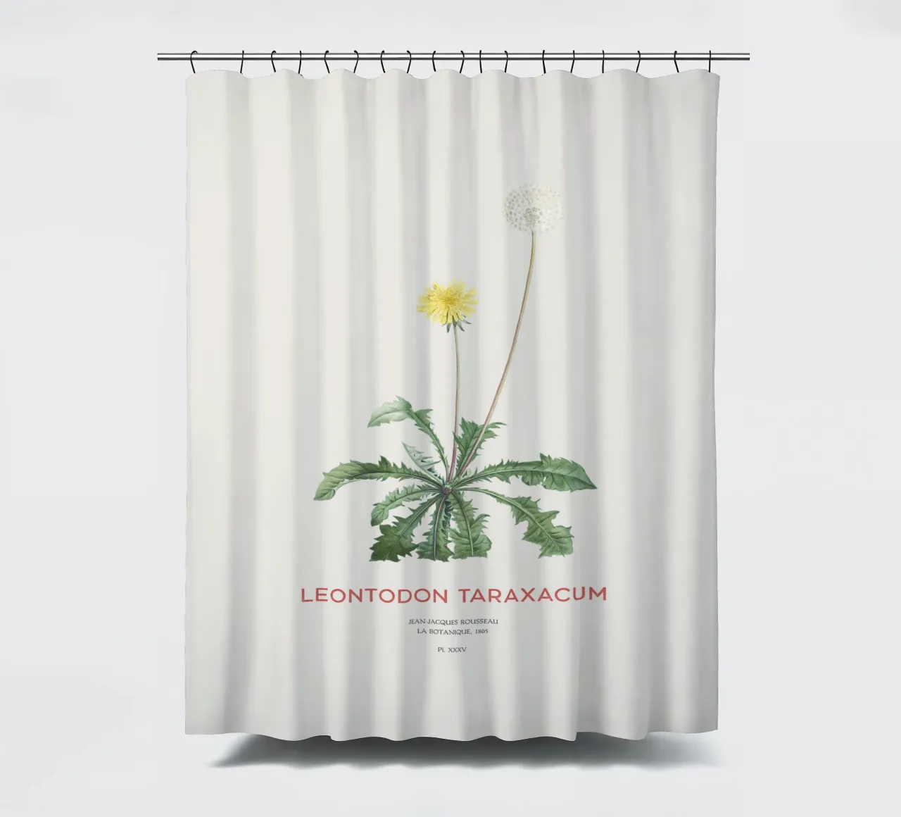 Löwenzahn oder Leontodon taraxacum Duschvorhang von Vintagrafica