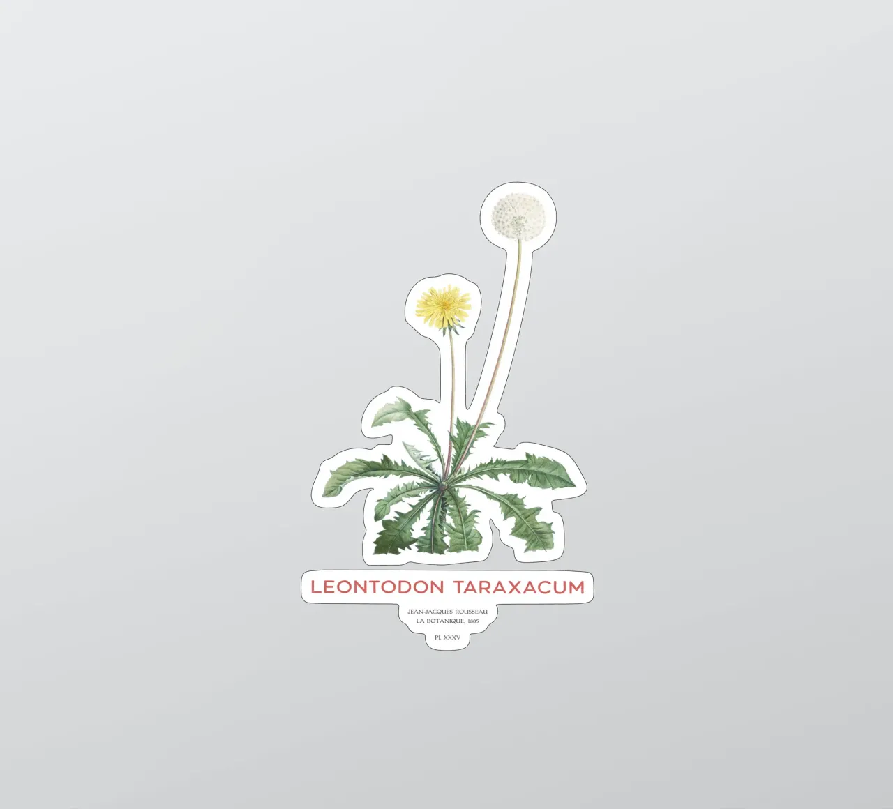 Löwenzahn oder Leontodon taraxacum Sticker von Vintagrafica