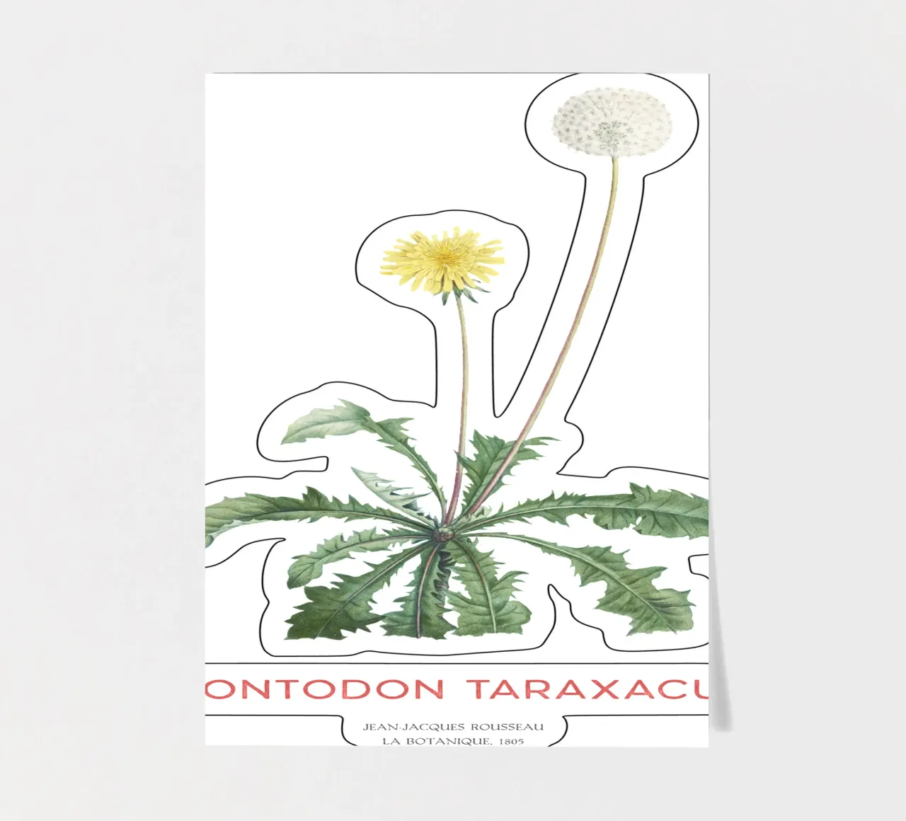 Löwenzahn oder Leontodon taraxacum Stickerbogen von Vintagrafica