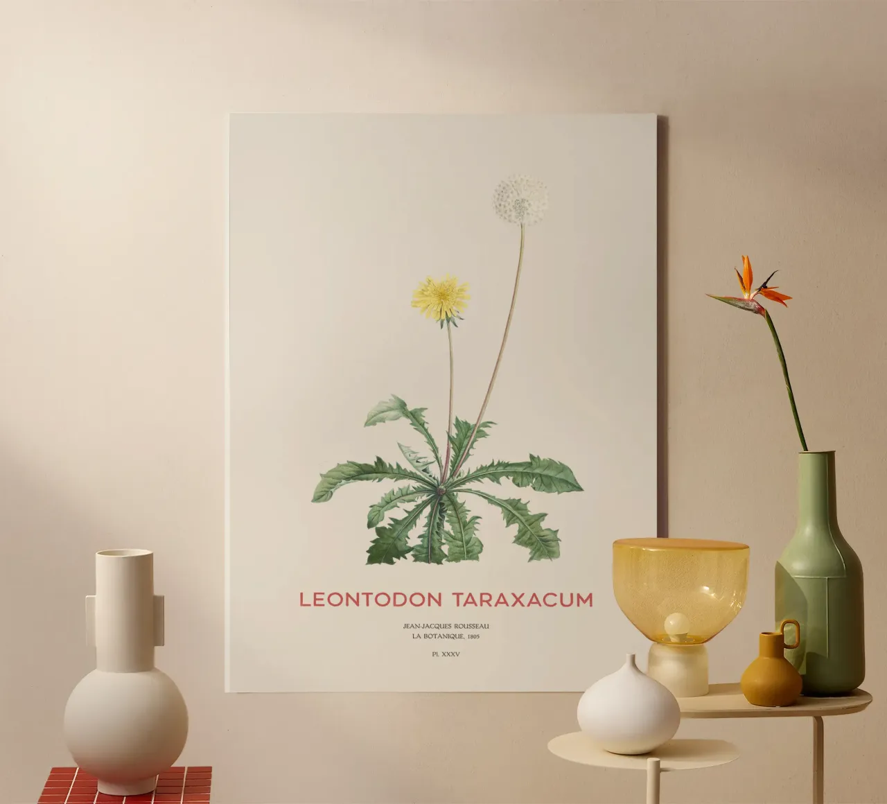 Löwenzahn oder Leontodon taraxacum Leinwand mit Schattenfugenrahmen von Vintagrafica