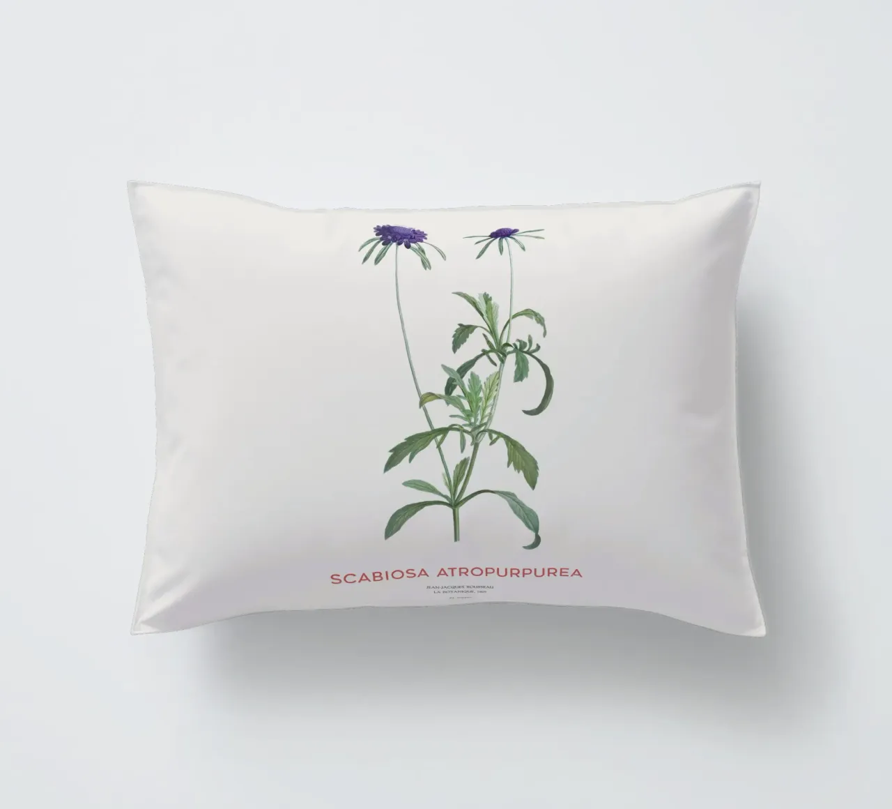 Fiore a puntaspilli o Scabiosa atropurpurea cuscino da Vintagrafica