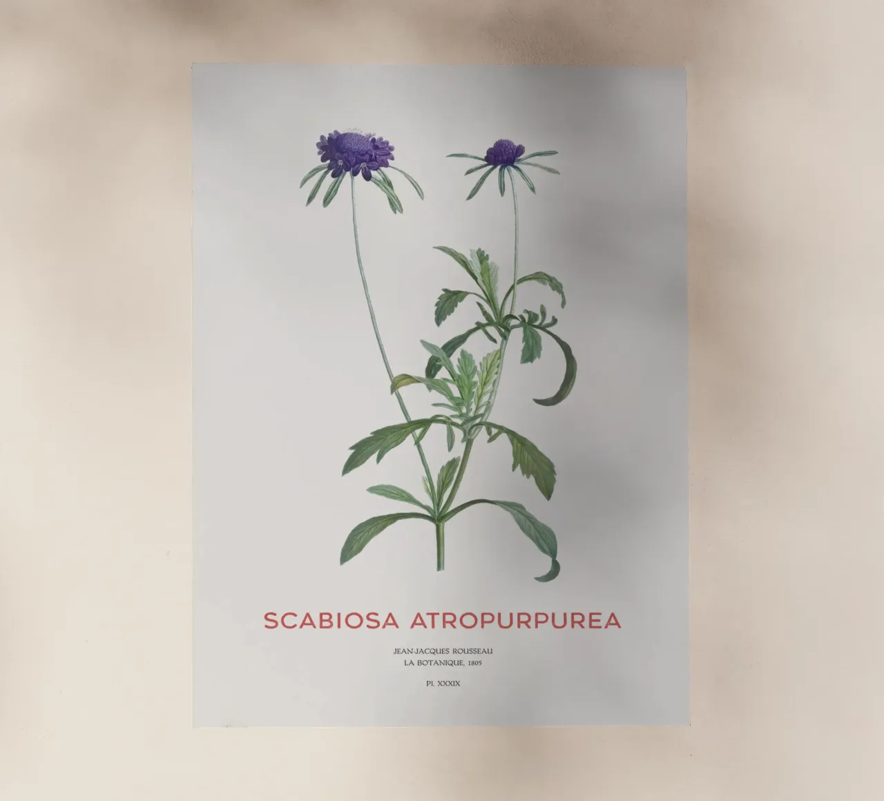 Fiore a puntaspilli o Scabiosa atropurpurea pellicola backlit da Vintagrafica