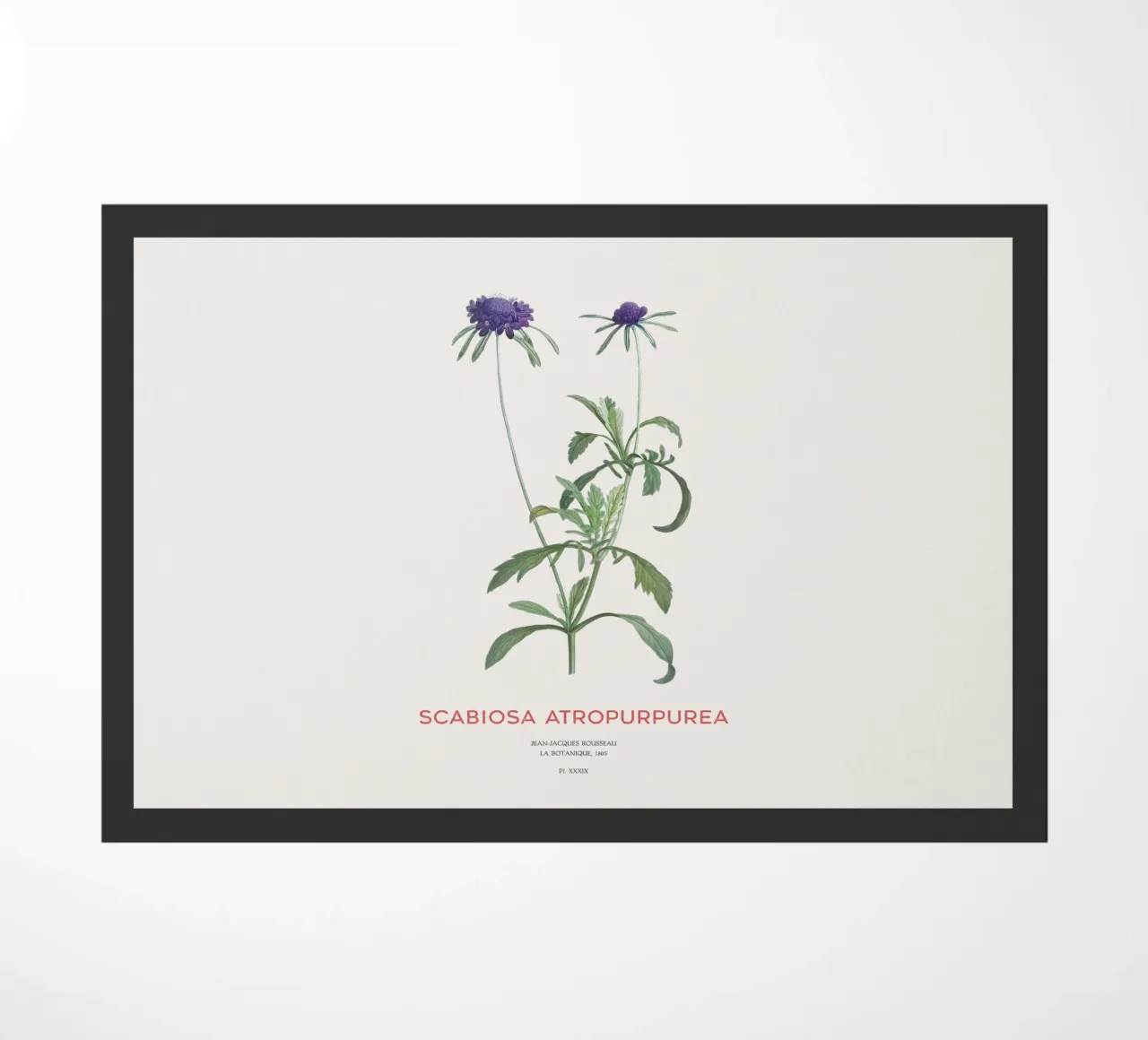 Fiore a puntaspilli o Scabiosa atropurpurea zerbino da Vintagrafica