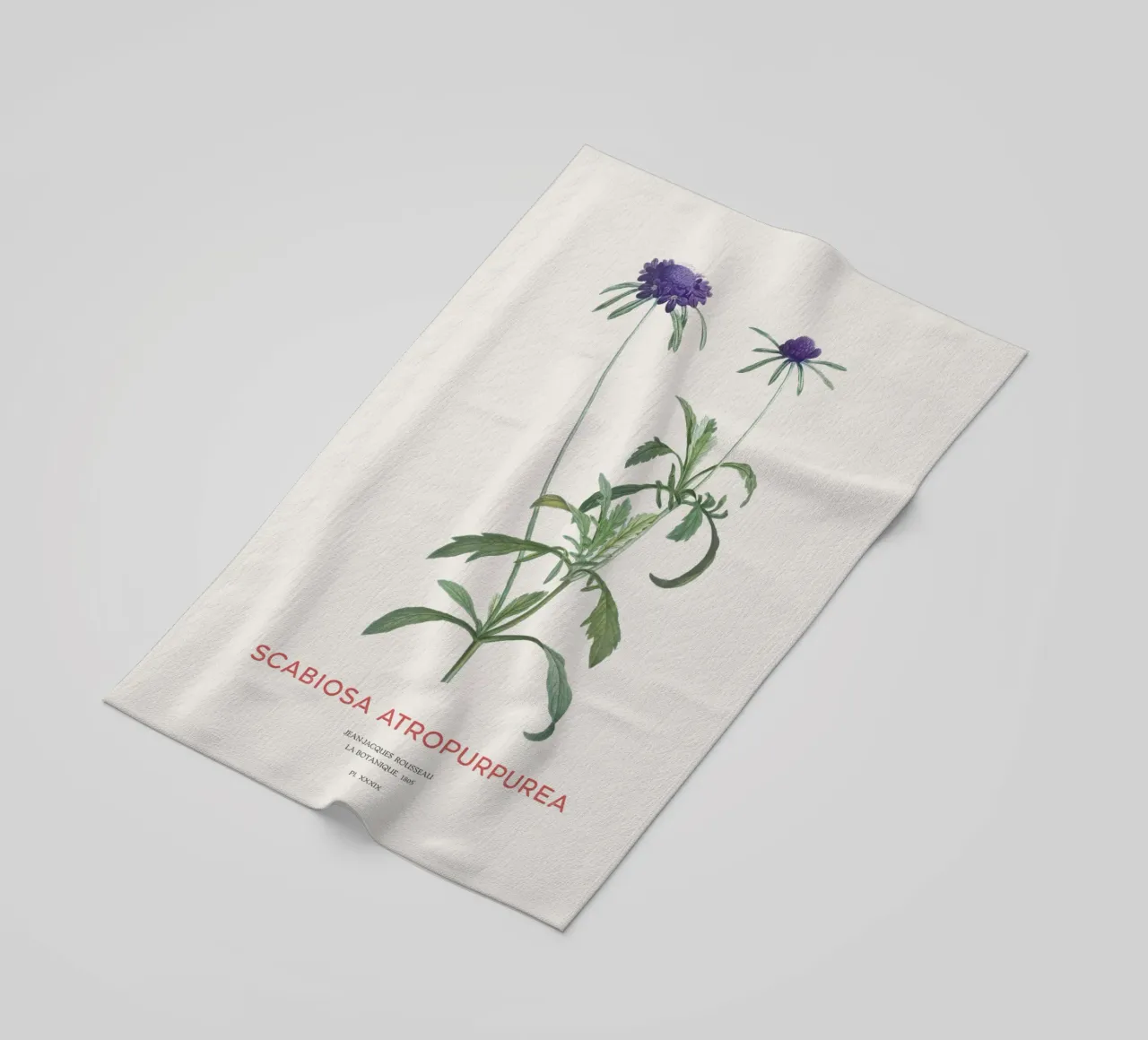 Fiore a puntaspilli o Scabiosa atropurpurea telo mare da Vintagrafica