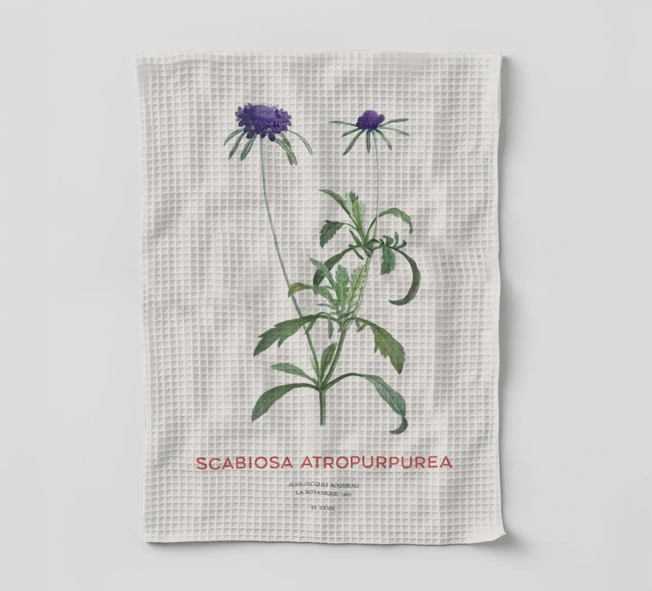 Fiore a puntaspilli o Scabiosa atropurpurea canovaccio da cucina da Vintagrafica