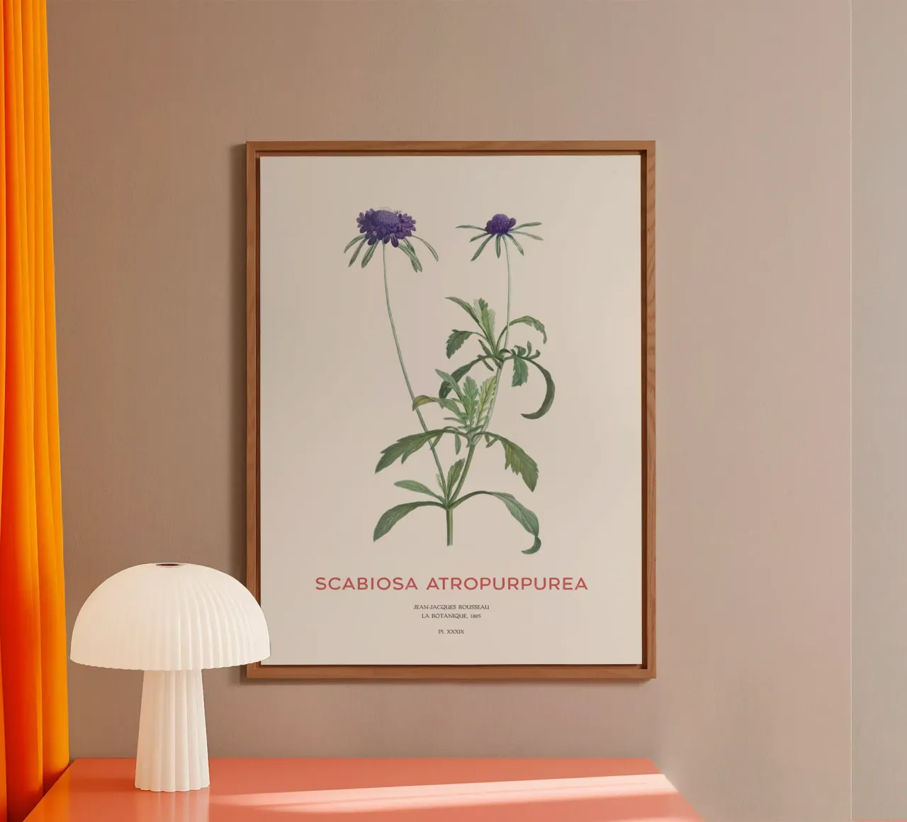 Fiore a puntaspilli o Scabiosa atropurpurea alluminio dibond da Vintagrafica