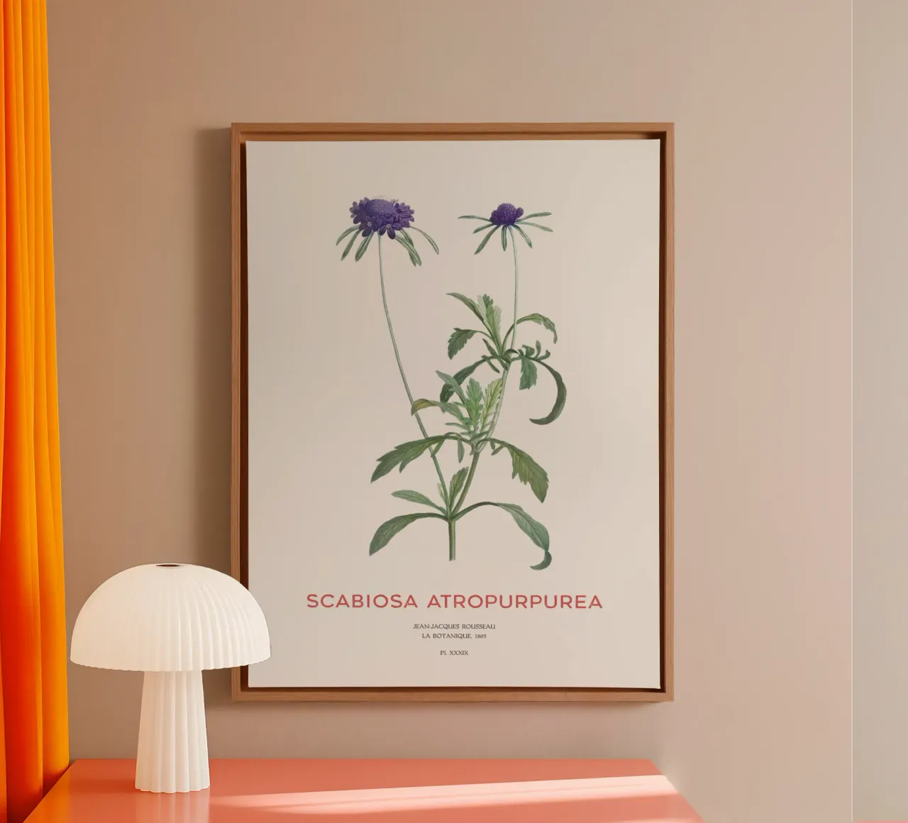 Fiore a puntaspilli o Scabiosa atropurpurea tela da Vintagrafica