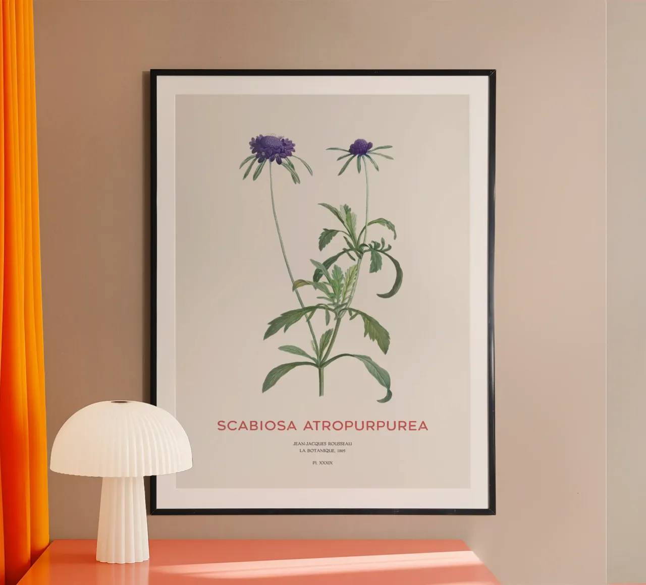 Fiore a puntaspilli o Scabiosa atropurpurea carta hahnemühle da Vintagrafica