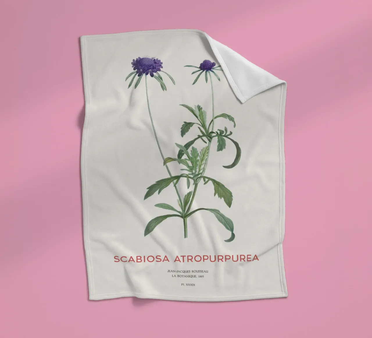 Fiore a puntaspilli o Scabiosa atropurpurea coperta in pile da Vintagrafica
