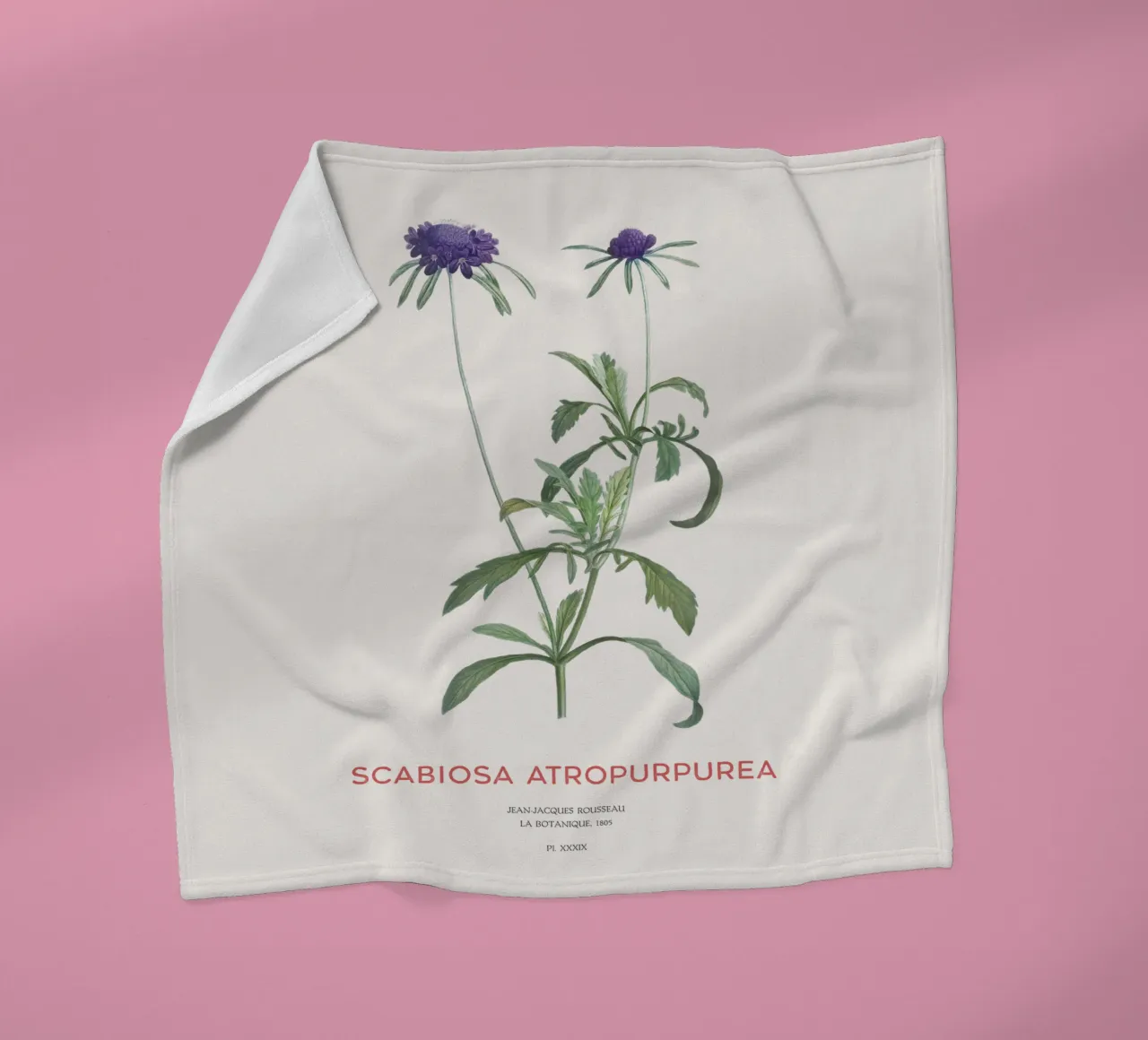 Fiore a puntaspilli o Scabiosa atropurpurea coperta in pile da Vintagrafica