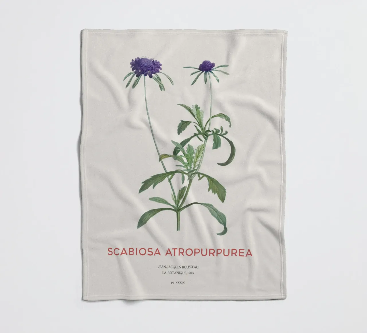 Fiore a puntaspilli o Scabiosa atropurpurea coperta in pile da Vintagrafica