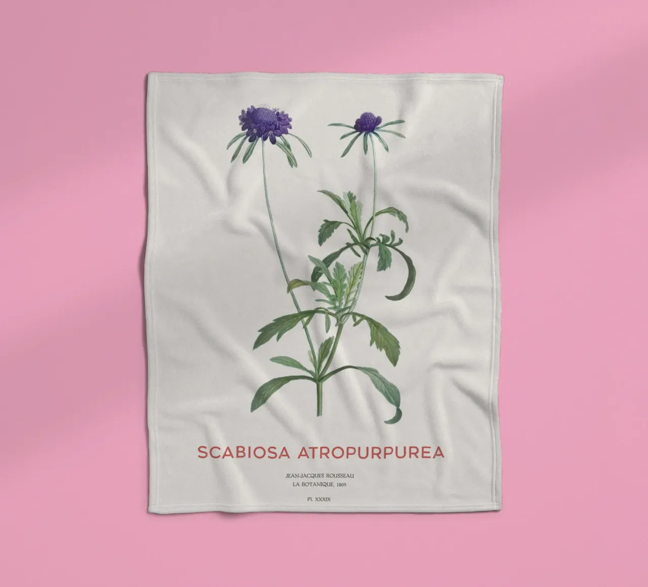 Fiore a puntaspilli o Scabiosa atropurpurea coperta in pile da Vintagrafica