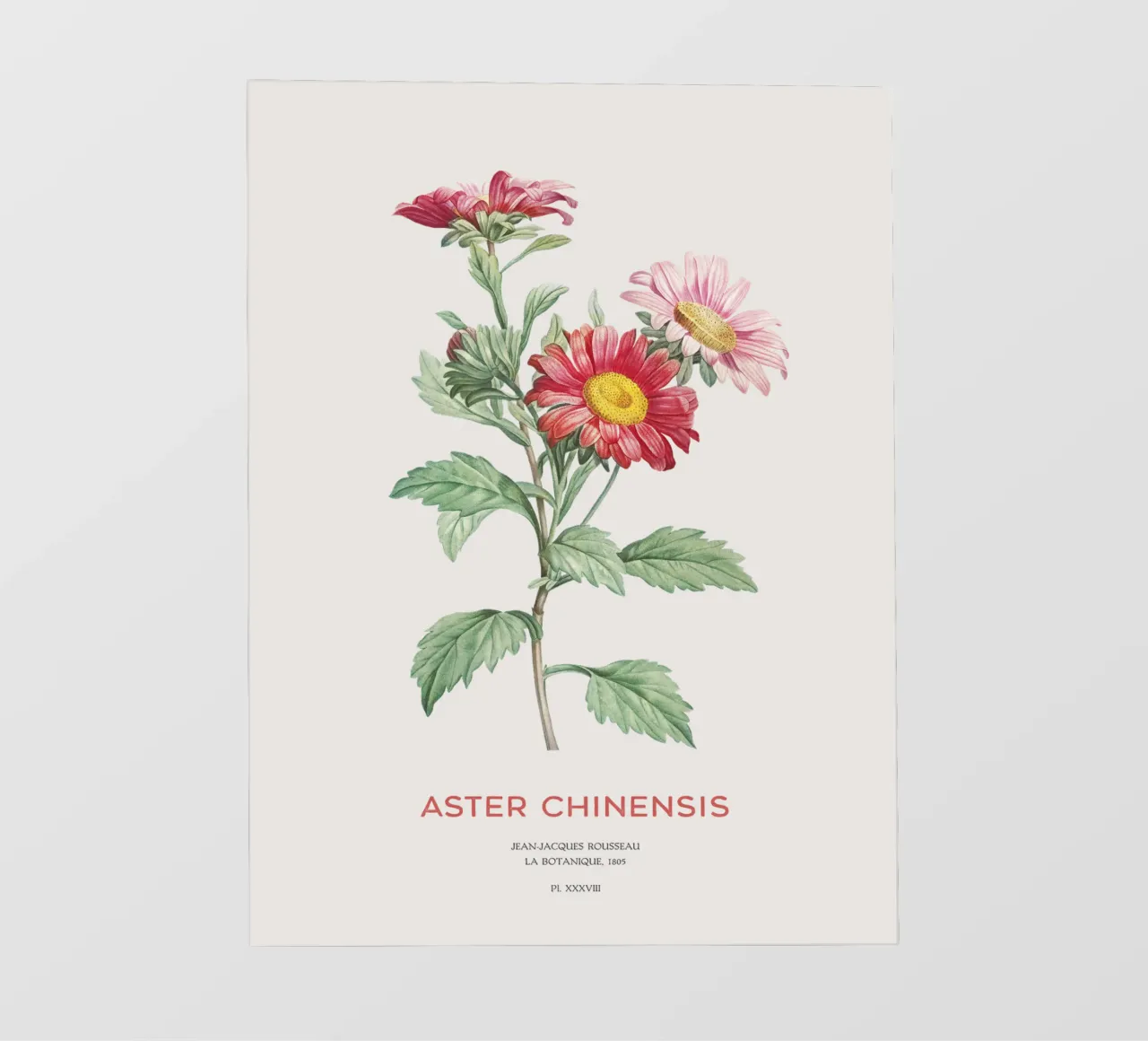 Astro della Cina o Callistephus chinensis telo in pvc da Vintagrafica