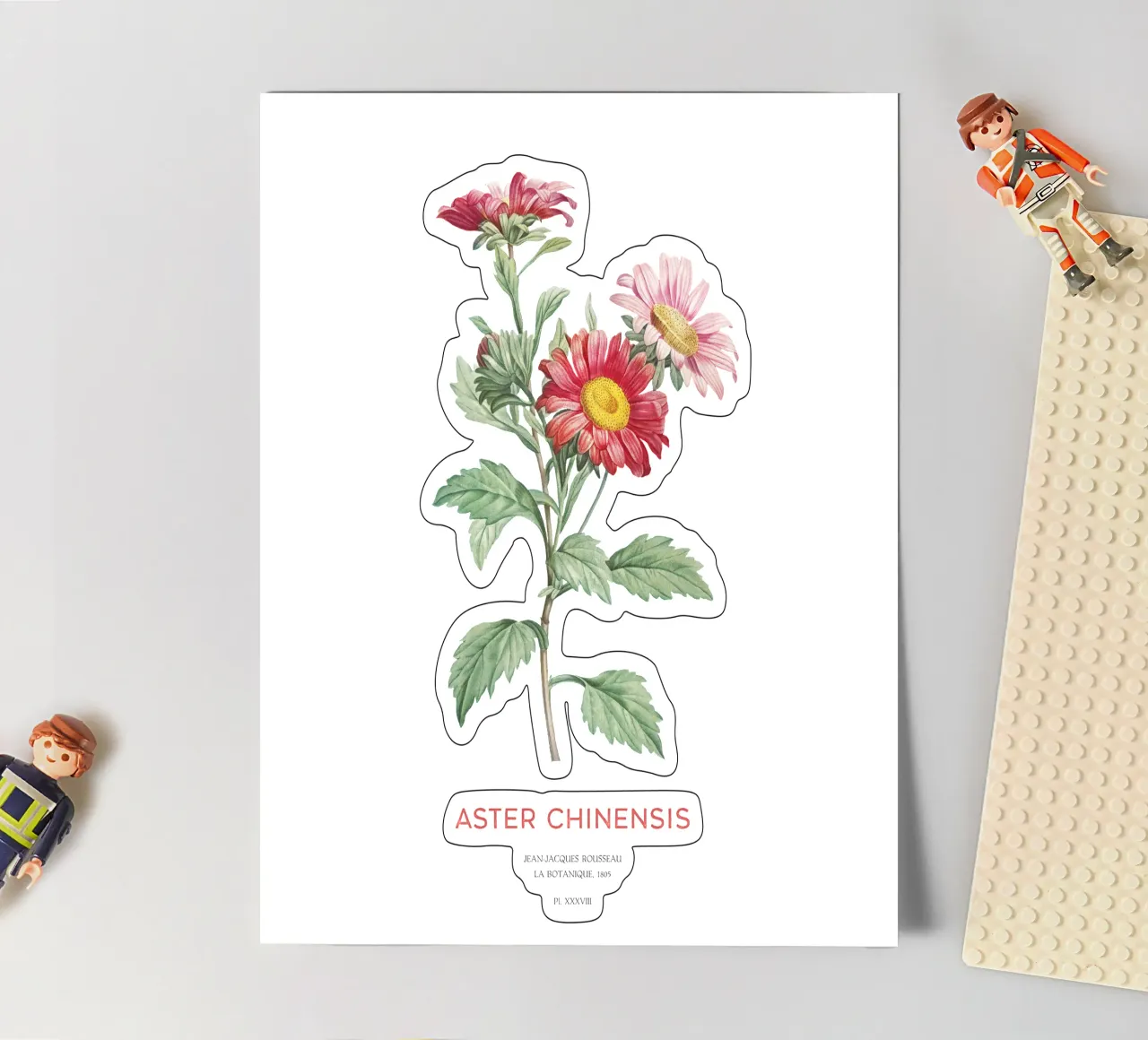 Chinaaster of Callistephus chinensis stickervel van Vintagrafica