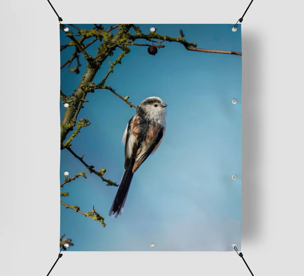 Cinciallegra a coda lunga telo in pvc da Tom's Wildlife